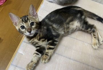 ベンガル【愛知県・女の子・2021年6月5日・ブラウンマーブルタビー】の写真「愛らしいお顔の女の子🥰」