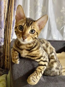 ベンガル【愛知県・男の子・2021年11月20日・ブラウンスポテッドタビー(ロゼット)】の写真「ワイルド君です‼(•'╻'• ۶)۶」