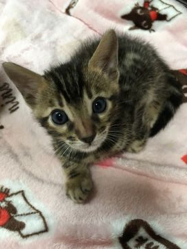 ベンガル【愛知県・男の子・2020年5月27日・ブラウンスポテッドタビー】の写真「と～ってもチャーミング君🥰」