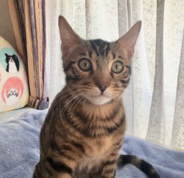 ベンガル【愛知県・男の子・2018年11月22日・ブラウンスポテッドタビー】の写真「ハンサム君🤩」