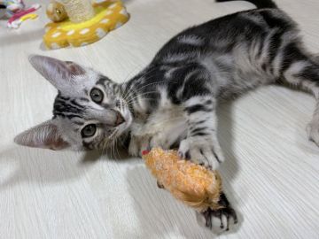 ベンガル【愛知県・男の子・2020年5月16日・ブラックシルバーマーブルタビー（ふんわりシルキータッチ💘）】の写真「お値段お下げしました(•̀ᴗ•́)و ̑̑」