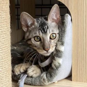 ベンガル【愛知県・男の子・2022年10月20日・ブラックシルバースポテッドタビー】の写真「コミコミ価格です🎉
めちゃ可愛い子なのです🥰」