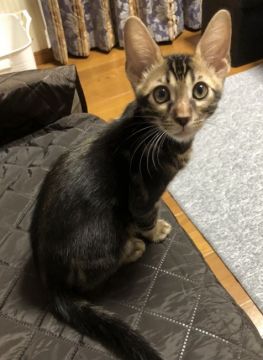 ベンガル【愛知県・男の子・2021年6月5日・ブラウンマーブルタビー】の写真「キリッとハンサム君‼️」
