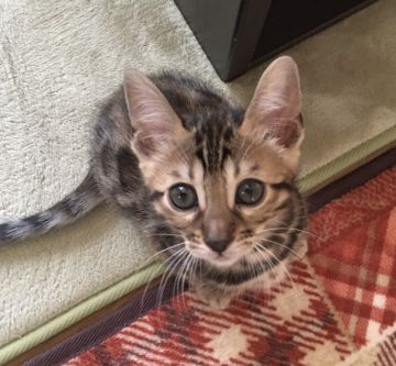 ベンガル【愛知県・女の子・2020年3月22日・ブラウンスポテッドタビー(ロゼット)】の写真「可愛く愛らしいお顔です。❤(´ω｀*)」