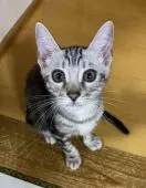 ベンガル【愛知県・男の子・2020年5月16日・ブラックシルバーマーブルタビー】の写真1