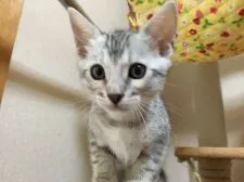 ベンガル【愛知県・女の子・2015年12月24日・シルバースポテッドタビー】の写真1「ロゼットもでてます。」