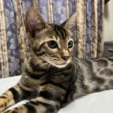 ベンガル【愛知県・女の子・2023年7月19日・ブラウンスポテッドタビー】の写真1