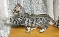 ベンガル【愛知県・男の子・2018年6月9日・ブラックシルバースポテッドタビー】の写真2