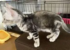 ベンガル【愛知県・男の子・2020年5月16日・ブラックシルバーマーブルタビー】の写真3