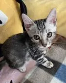 ベンガル【愛知県・男の子・2020年5月16日・ブラックシルバーマーブルタビー】の写真4