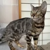 ベンガル【愛知県・女の子・2023年7月19日・ブラウンスポテッドタビー】の写真5