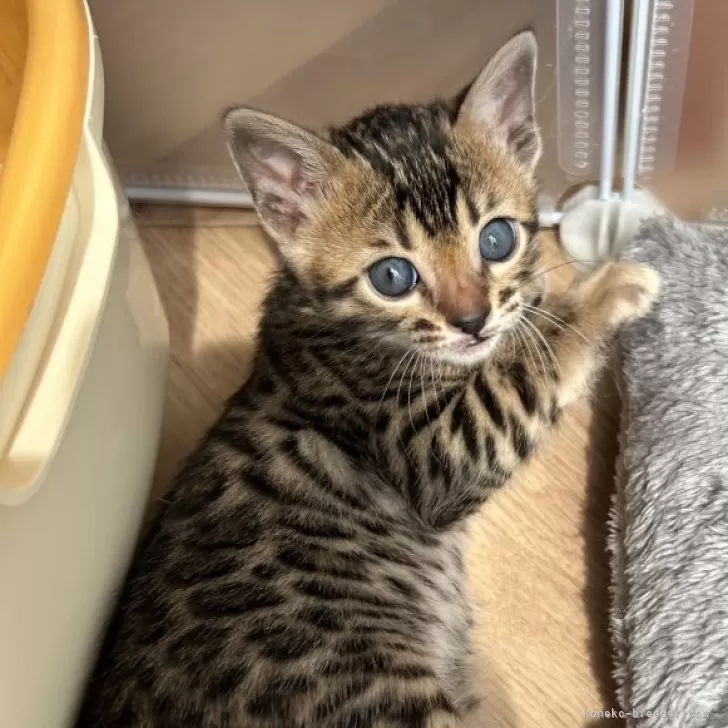 ID：2503-01832の子猫