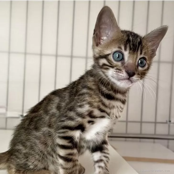 ベンガル【愛知県・男の子・2025年9月23日・ブラウンスポテッドタビー(ロゼット)】の写真1