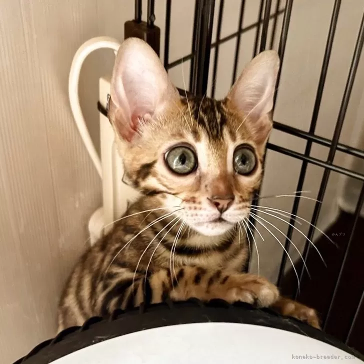 ID：2505-03436の子猫