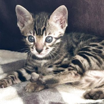 ベンガル【愛知県・女の子・2025年9月23日・ブラウンスポデッドタビー(ロゼット)】の写真「可愛いお顔のお転婆ちゃん٩(♡ε♡ )۶」