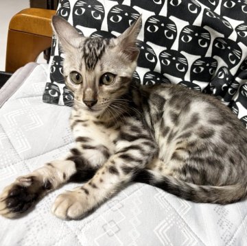 ベンガル【愛知県・男の子・2025年10月9日・ブラックシルバースポテッドタビー(ロゼット)】の写真「ハンサム君 (´︶`艸)💞」