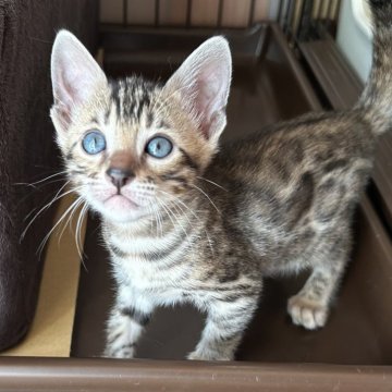 ベンガル【愛知県・女の子・2025年9月23日・ブラウンスポテッドタビー(ロゼット)】の写真「とっても美人にゃんです (๑ơ ₃ ơ)✨✨」