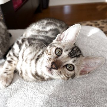 ベンガル【愛知県・男の子・2025年10月9日・ブラックシルバースポテッドタビー(ロゼット)】の写真「お値段お下げしました。(•̀ᴗ•́)و ̑̑」