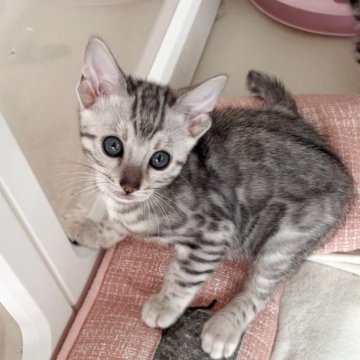 ベンガル【愛知県・女の子・2025年10月9日・ブラックシルバースポテッドタビー(ロゼット)】の写真「色白美人のお転婆にゃん(√*’v`♡♡)⌒｡+♬」