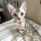 ベンガル