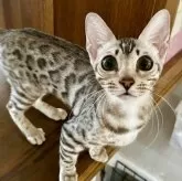 ベンガル