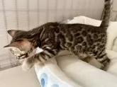 ベンガル【愛知県・女の子・2025年9月23日・ブラウンスポデッドタビー(ロゼット)】の写真2