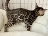ベンガル【愛知県・女の子・2025年9月23日・ブラウンスポデッドタビー(ロゼット)】の写真3