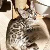 ベンガル【愛知県・女の子・2025年9月23日・ブラウンスポテッドタビー(ロゼット)】の写真5