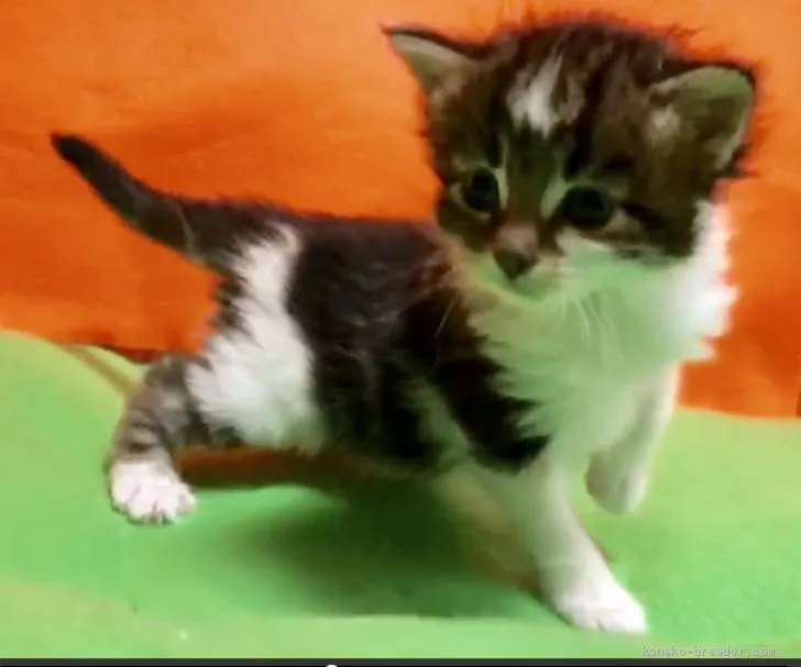 ID：1905-00226の子猫