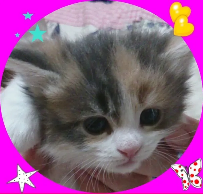 ID：1602-00391の子猫