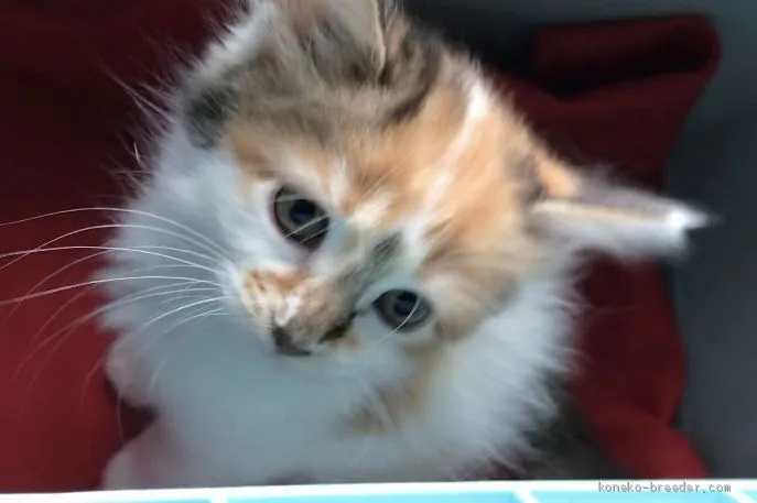 ID:2009-00486の子猫
