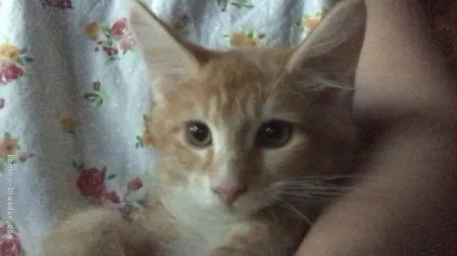 ID：2007-01885の子猫