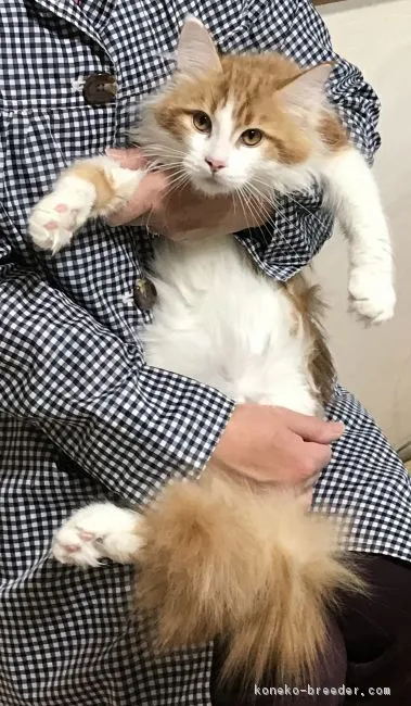 ID：1812-00285の子猫