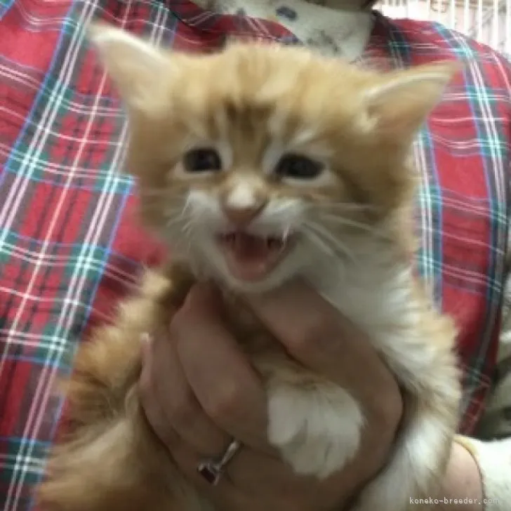 ID:2303-02476の子猫