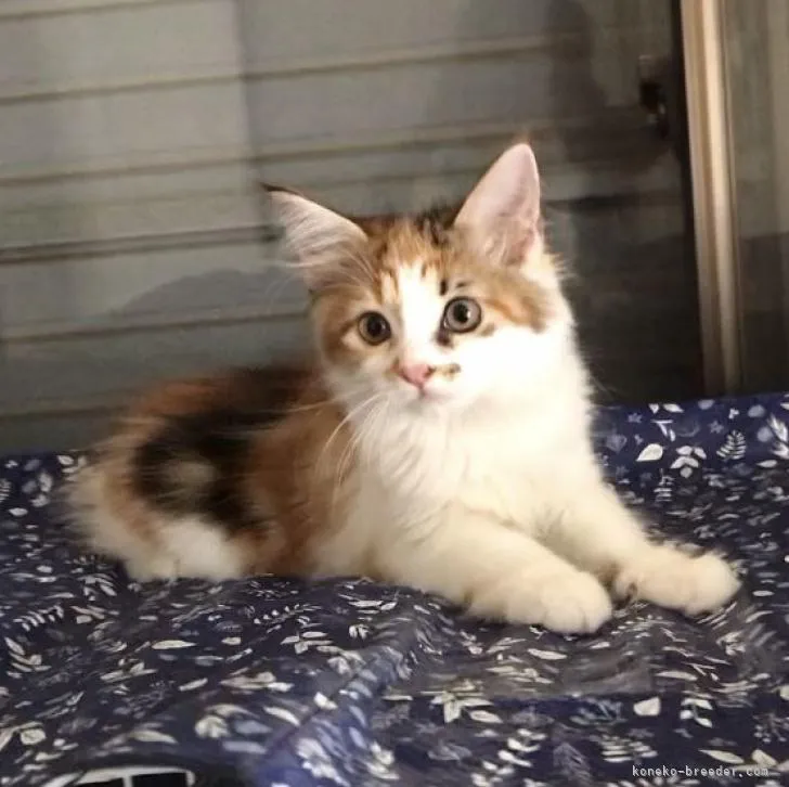 ID：2210-00463の子猫