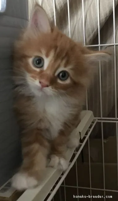 ID:1903-00459の子猫