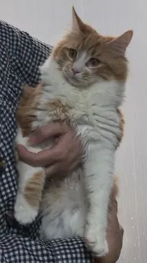 ID：2202-01902の子猫