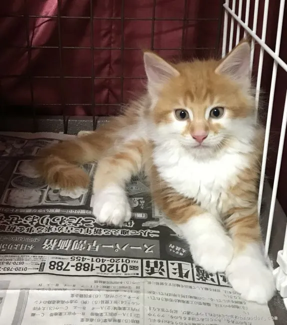 ID：1806-00964の子猫