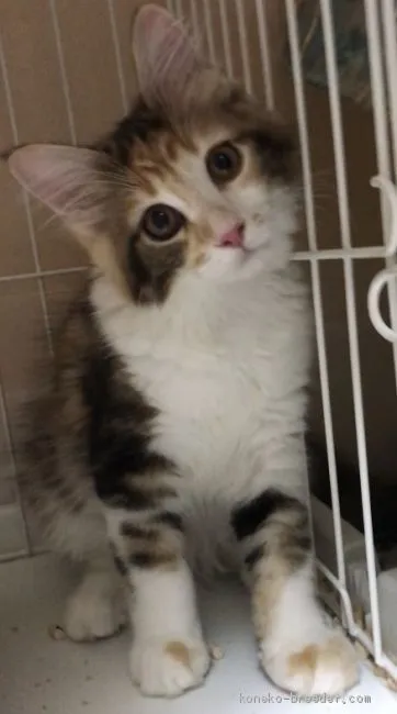 ID：2005-00969の子猫