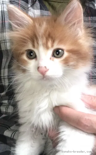 ID:1803-00766の子猫