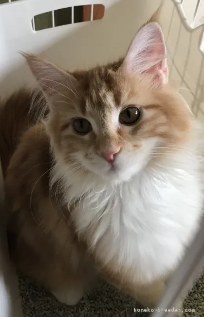 ID：1807-01179の子猫