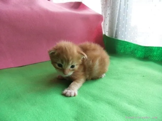 ID：1610-00487の子猫