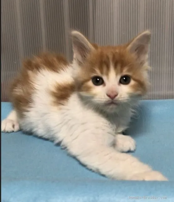 ID:1910-00415の子猫