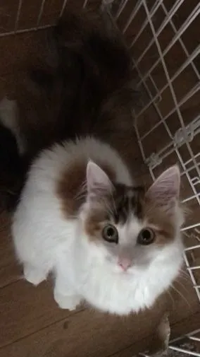 ID:1912-01656の子猫