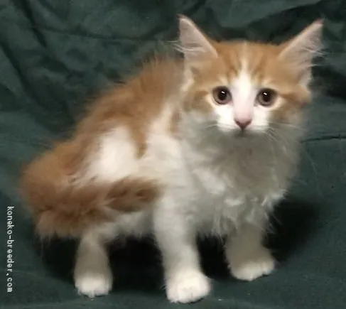 ID：1908-00323の子猫