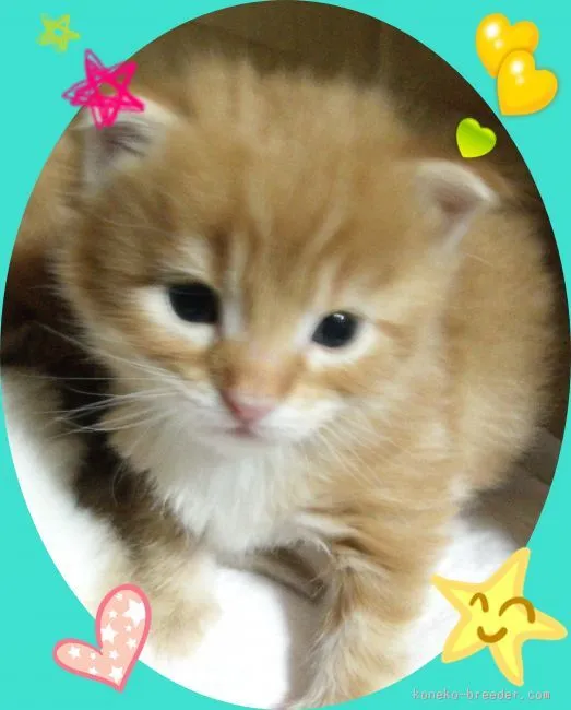 ID：1602-00389の子猫