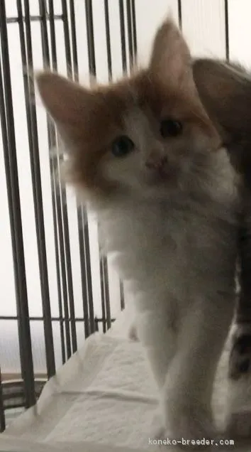 ID：2006-01647の子猫