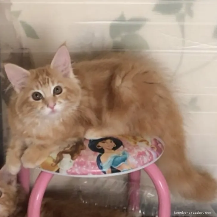 ID：2309-02212の子猫