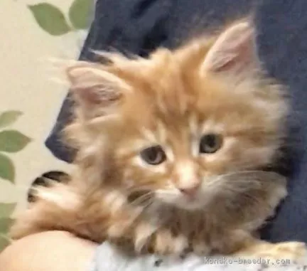 ID:1911-00823の子猫