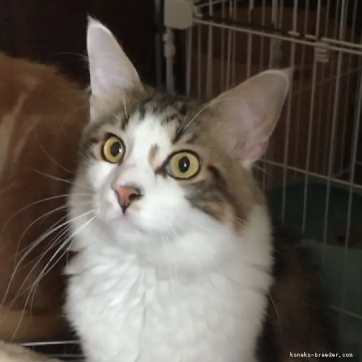 ID：2210-00460の子猫